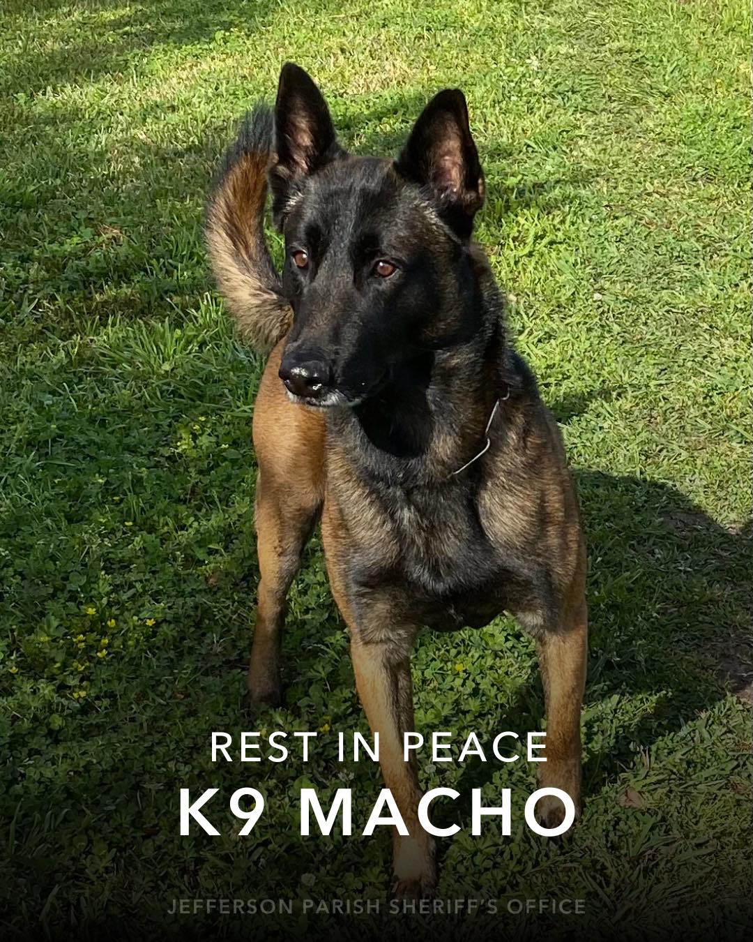 The Jefferson Parish Sheriff’s Office mourns the loss of K9 Macho, who passed away today in the line